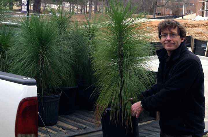 Jim Ferrari empties truck bed of longleaf pines.
