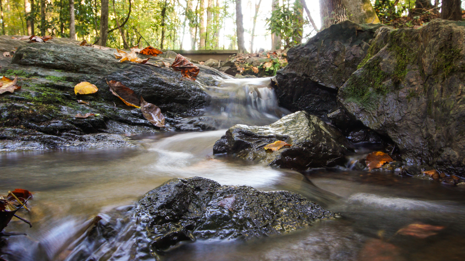 arb Arboretum creek image
