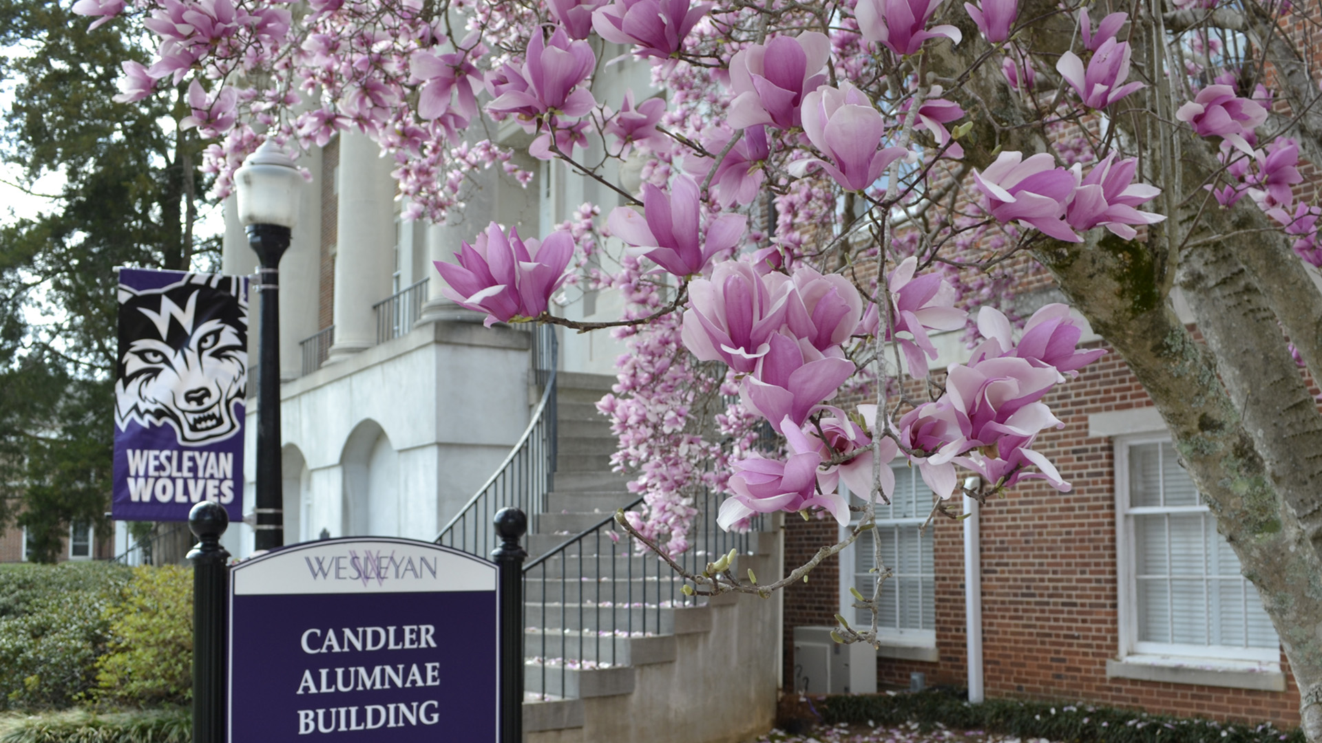 candler Candler building with tulip tree blooms in foreground.
