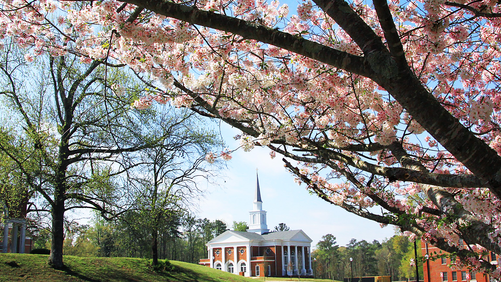 chapelblossoms Pierce Chapel with cherry blossom blooms in foreground
