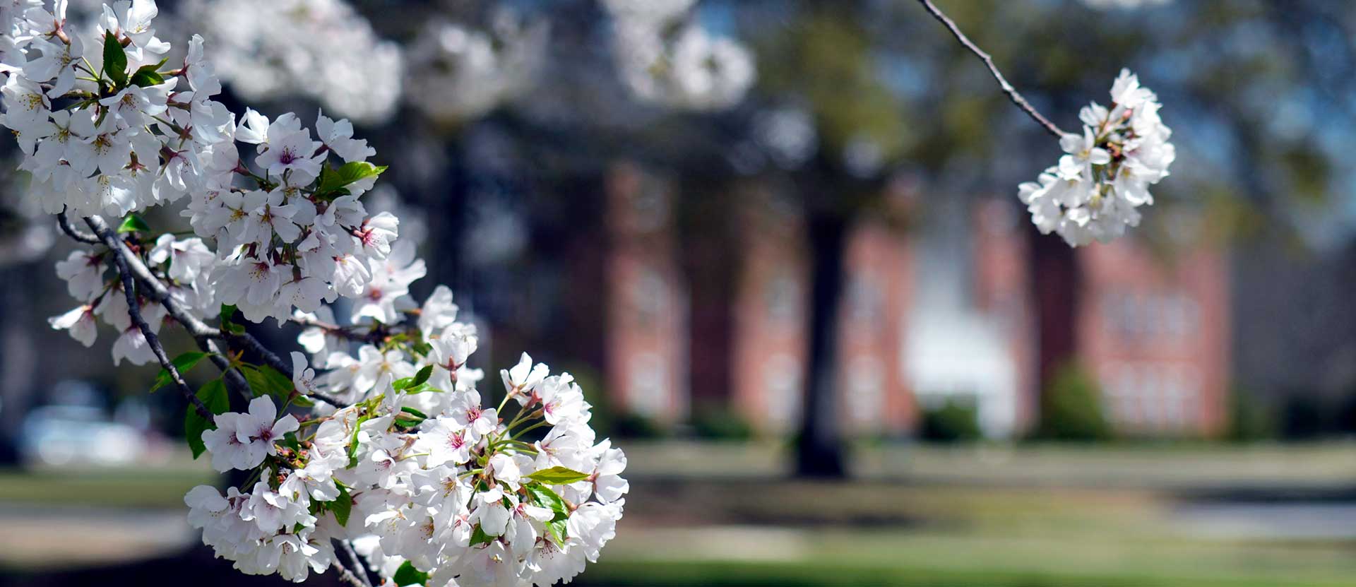 Cherry tree blooming in front of Taylor building.