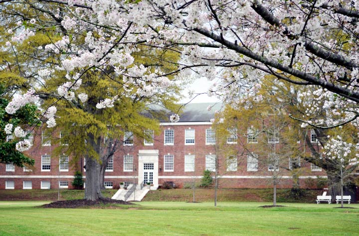 Cherry tree blooming in front of Taylor building.