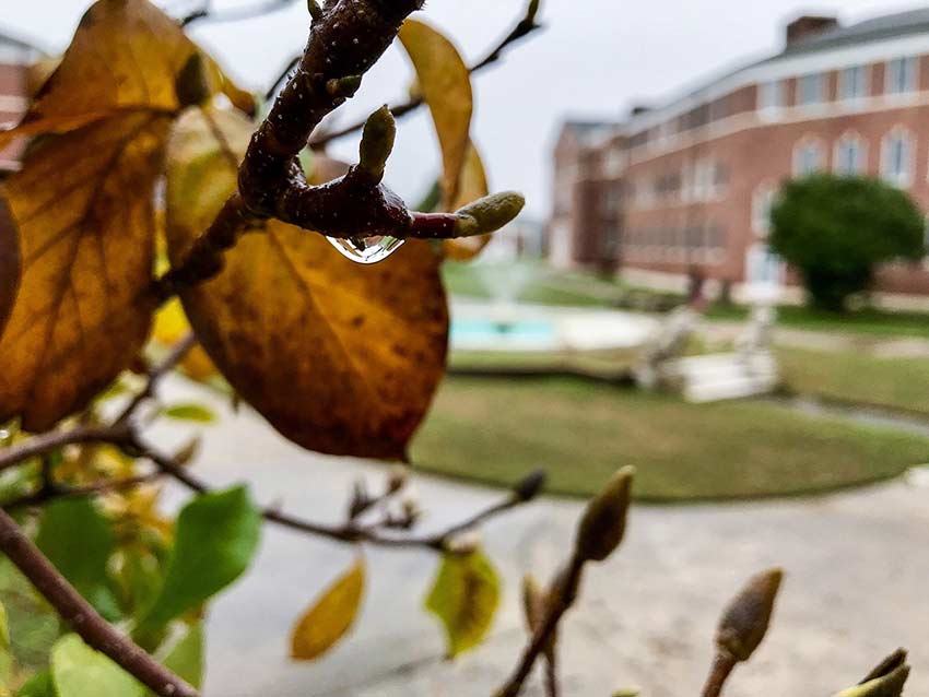 Fountain with rain on leaf.