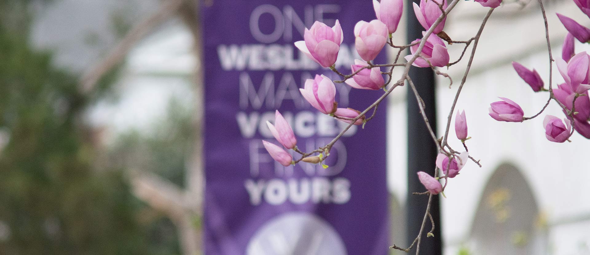 Tulip flowers with One Wesleyan banner behind them.